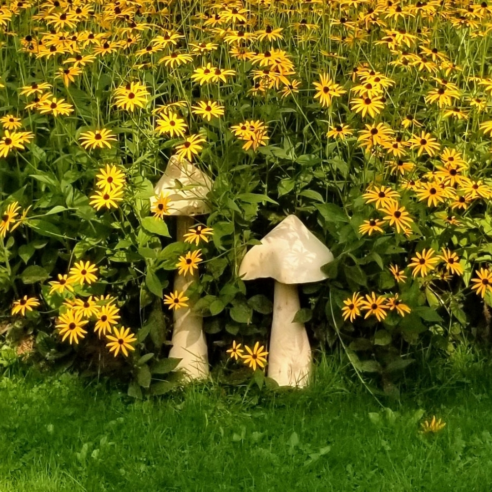 Wooden mushroom